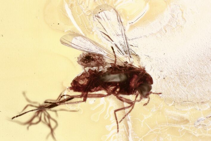 True Midge (Chironomidae) w/ Attached Phoretic Mite in Baltic Amber #330684